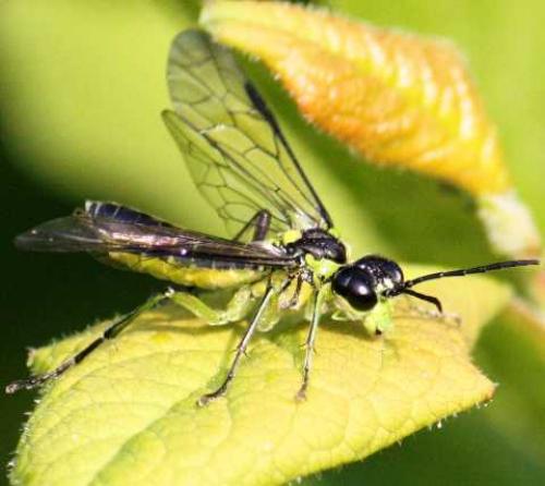 Réf. 69 166 : Tenthredo mesomela