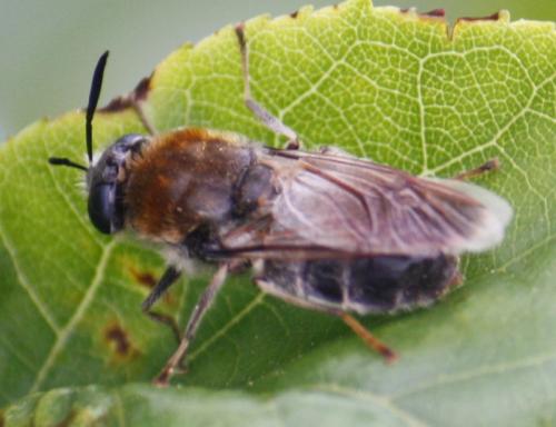 Stratiomys longicornis