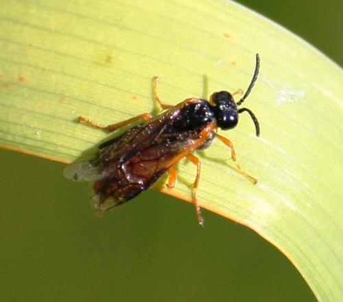 Selandria melanosterna