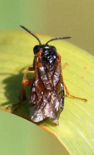 Selandria melanosterna