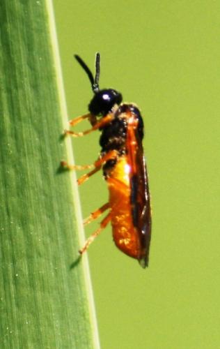 Selandria melanosterna