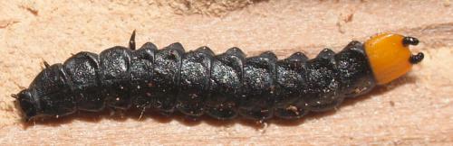 Réf. 69 447 : Lygistopterus sanguineus
