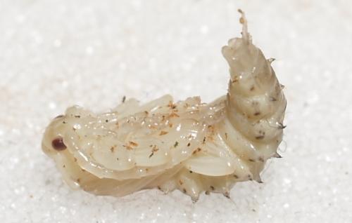 Réf. 69 150 : Lygistopterus sanguineus