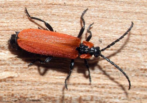 Réf. 69 449 : Lygistopterus sanguineus
