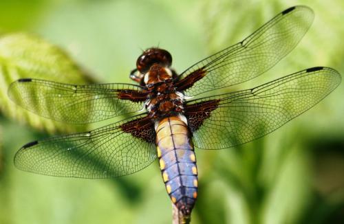 Réf. 69 418 : Libellula depressa