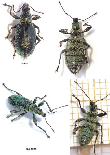 Phyllobius pomaceus