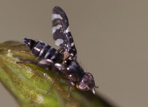 Plioreocepta poeciloptera