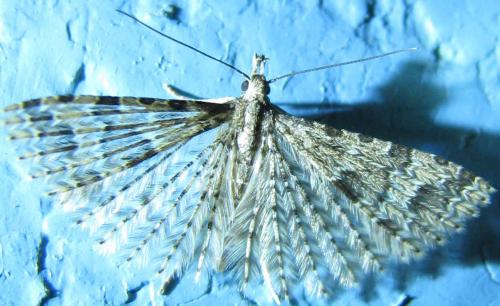 Réf. 69 293 : Alucita hexadactyla