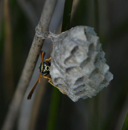 Polistes sp.