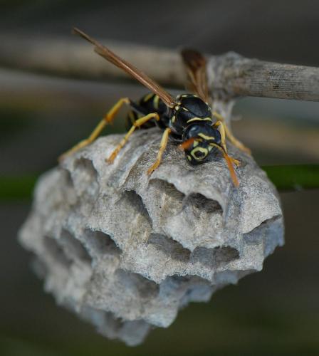 Polistes sp.