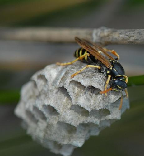 Polistes sp.