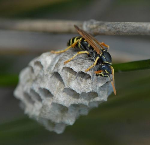 Réf. 69 119 : Polistes sp.