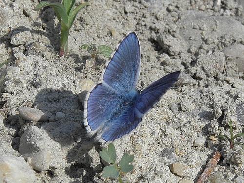 Polyommatus bellargus