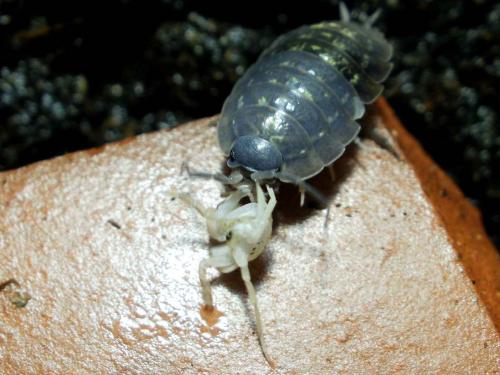 Réf. 69 086 : Armadillidium sp.
