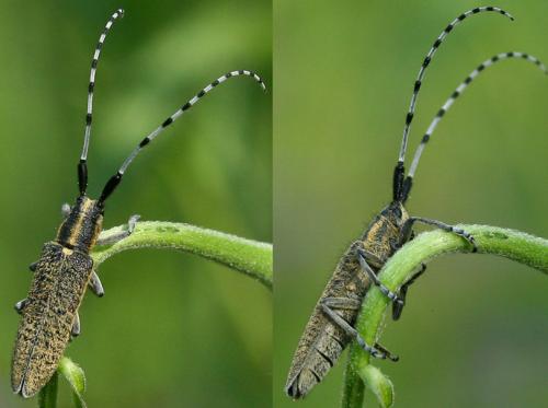 Agapanthia villosoviridescens