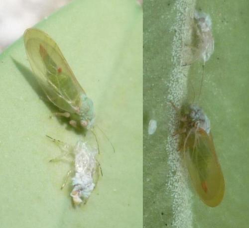 Psylla buxi