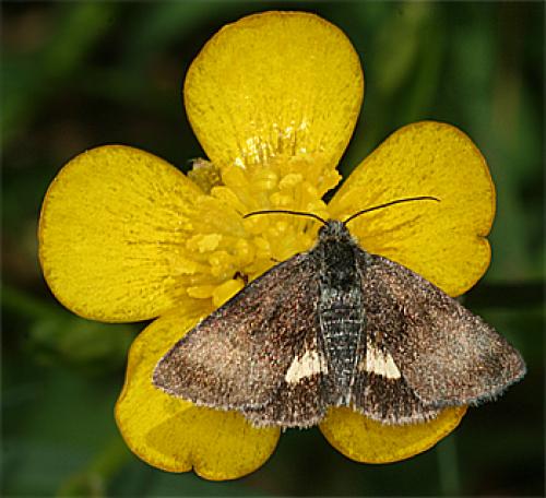 Réf. 69 676 : Panemeria tenebrata