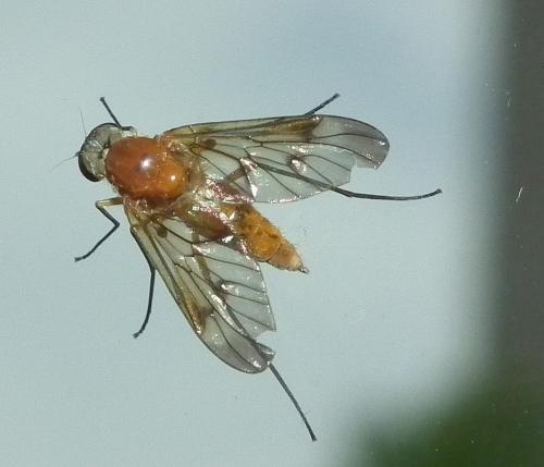 Réf. 69 608 : Chrysopilus laetus