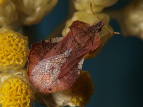 Phymata crassipes