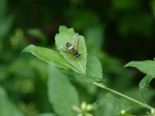 Tenthredo temula