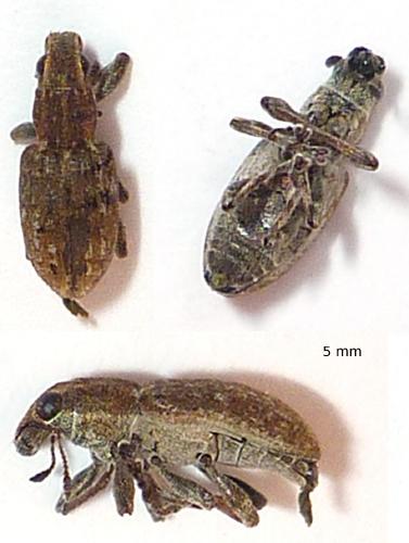 Réf. 69 003 : Sitona obsoletus