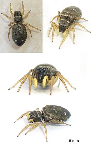 Réf. 69 442 : Heliophanus cupreus