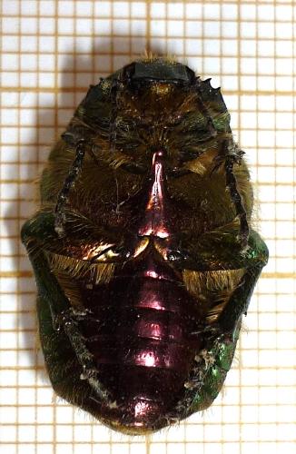 Réf. 69 059 : Cetonia aurata aurata