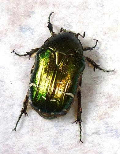 Cetonia aurata aurata
