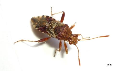 Réf. 69 698 : Rhopalus subrufus