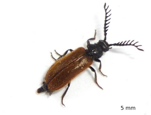 Drilus flavescens