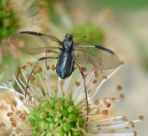 Réf. 69 966 : Cinara sp.