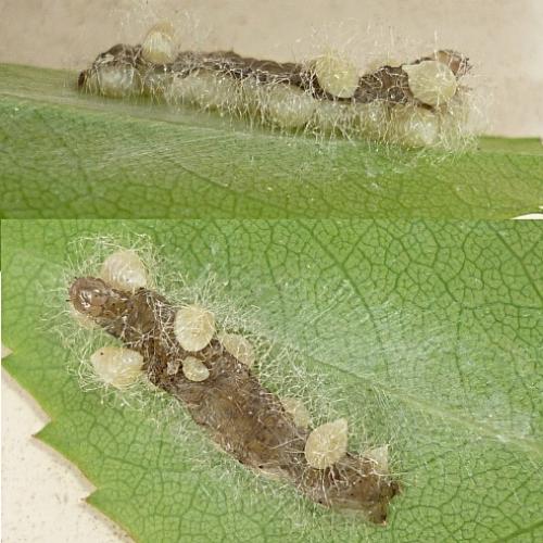 Réf. 69 754 : Euplectrus sp.