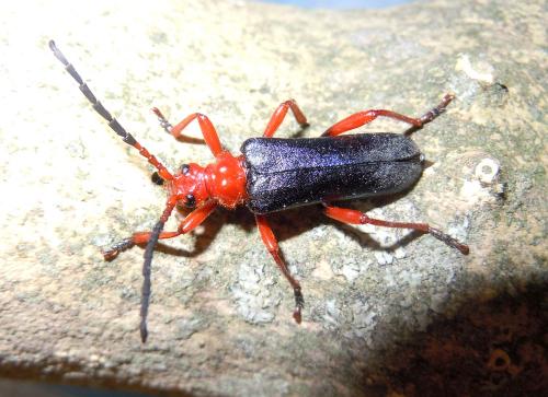 Rhamnusium bicolor
