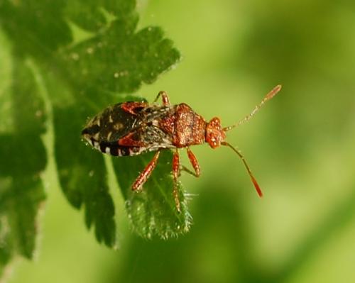 Rhopalus subrufus