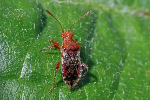 Rhopalus subrufus