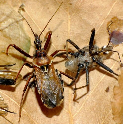 Rhynocoris erythropus
