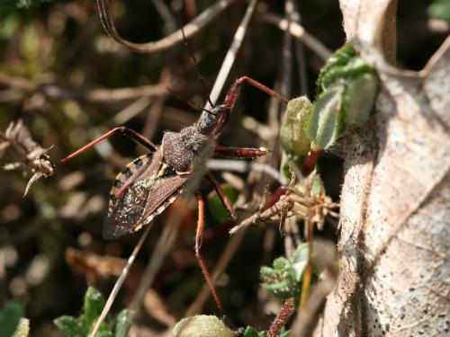 Rhynocoris erythropus