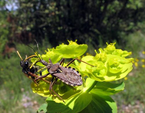 Rhynocoris erythropus
