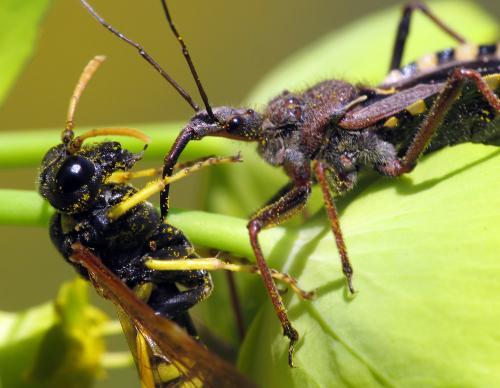 Rhynocoris erythropus