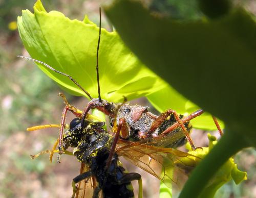 Rhynocoris erythropus