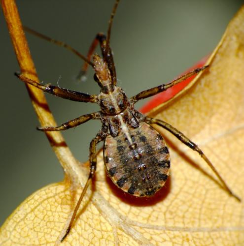 Réf. 69 784 : Rhynocoris erythropus