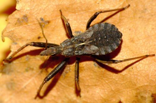 Rhynocoris erythropus