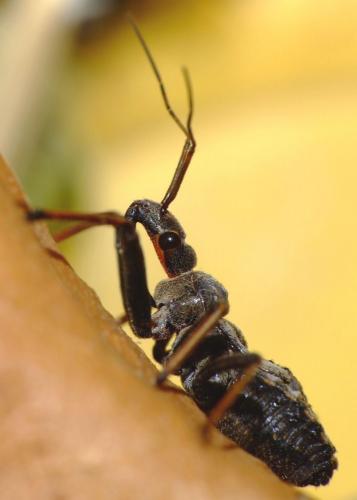 Réf. 69 786 : Rhynocoris erythropus