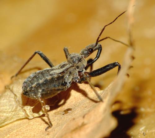 Réf. 69 788 : Rhynocoris erythropus