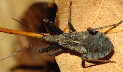 Réf. 69 787 : Rhynocoris erythropus