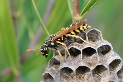 Polistes dominula