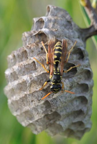Polistes dominula