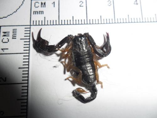Euscorpius flavicaudis