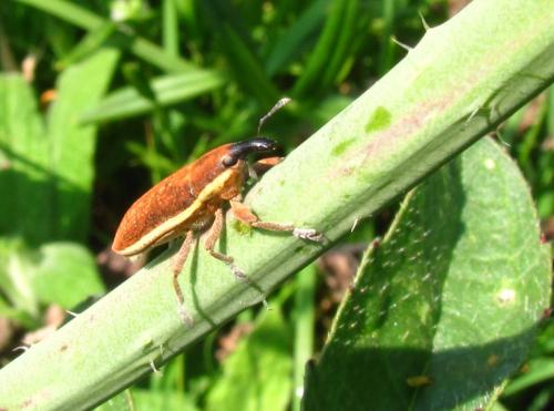 Réf. 69 037 : Lixus ochraceus