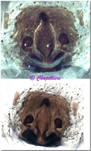 Alopecosa pulverulenta